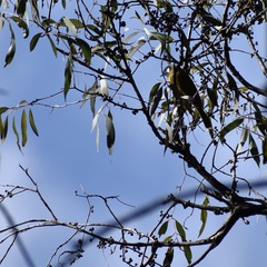 Nesoptilotis leucotis