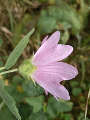 Malva thuringiaca