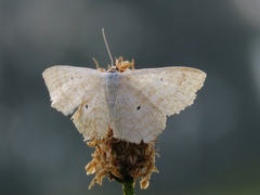 Scopula immutata