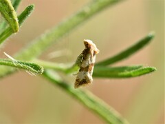 Phalonidia contractana