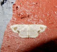 Scopula pedilata