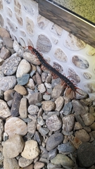 Scolopendra mutilans