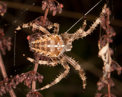 Araneus diadematus