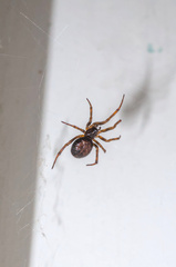 Steatoda bipunctata