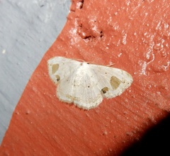 Scopula pedilata
