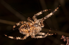 Araneus diadematus