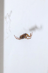 Steatoda bipunctata