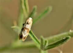 Phalonidia contractana