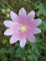 Malva thuringiaca