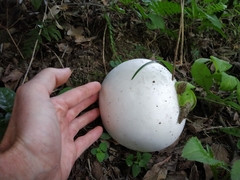 Calvatia nipponica