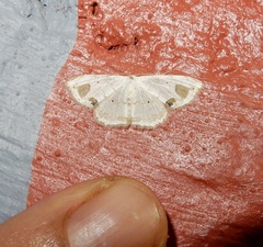 Scopula pedilata
