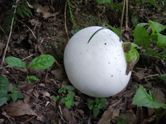 Calvatia nipponica