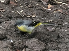Motacilla cinerea