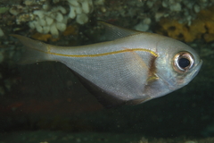 Pempheris compressa