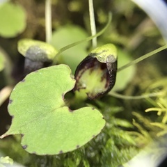 Corybas trilobus aggregate