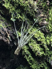Xylaria tentaculata image