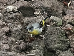 Motacilla cinerea