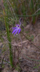 Cyanicula caerulea