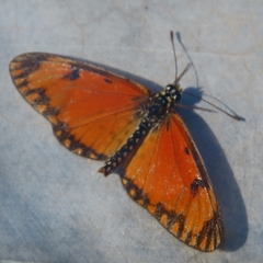 Acraea serena
