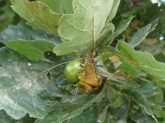 Andricus quercuscalicis