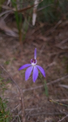 Cyanicula caerulea