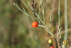 Osyris alba