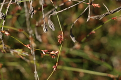 Sporadanthus interruptus