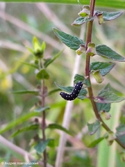 Symphyta