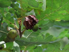 Andricus quercuscalicis