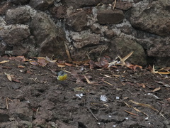 Motacilla cinerea