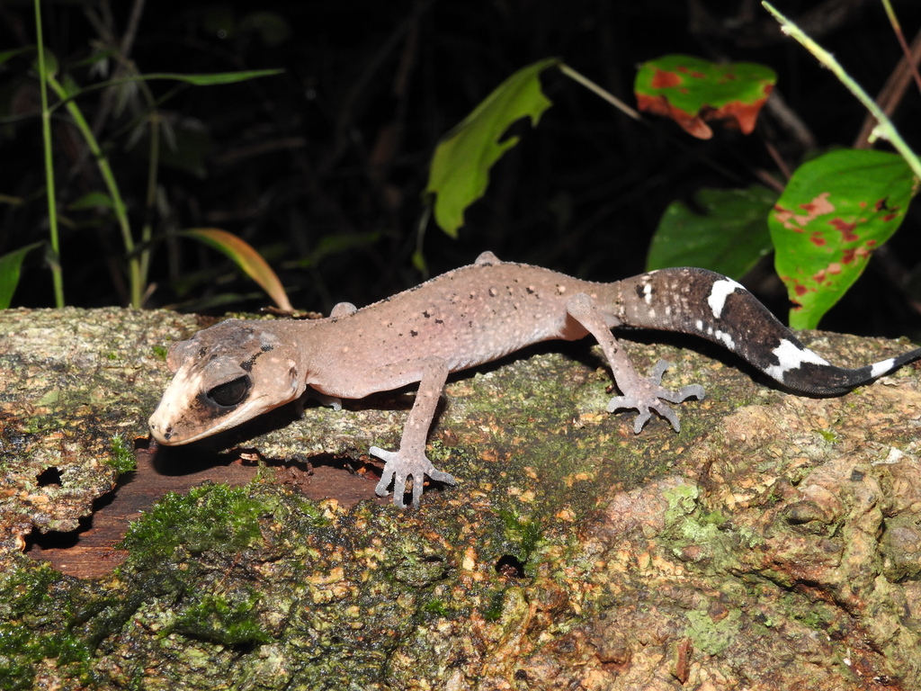 Chameleon Gecko