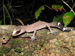 Carphodactylus laevis