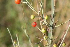 Osyris alba