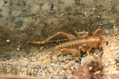 Ocellarnaca