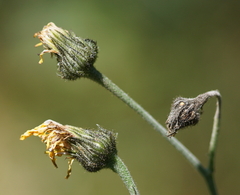 Hieracium murorum
