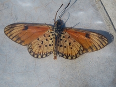 Acraea serena