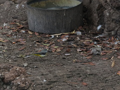 Motacilla cinerea