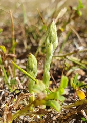 Spiranthes spiralis