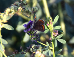 Aricia agestis