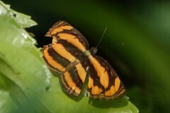 Pantoporia paraka