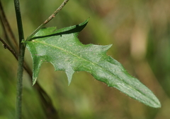 Hieracium murorum