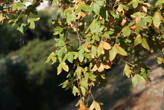 Acer monspessulanum