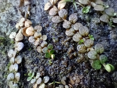 Epilobium komarovianum