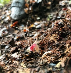 Corybas cryptanthus