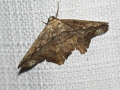 Polyacme dissimilis