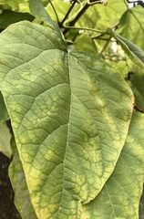 Catalpa