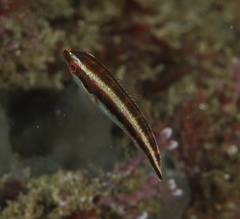 Stethojulis interrupta