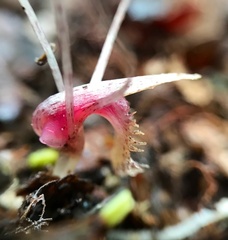 Corybas cryptanthus