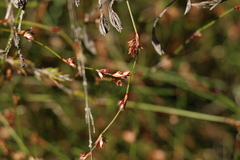 Sporadanthus interruptus