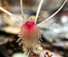 Corybas cryptanthus